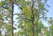 भारत रत्न बाबासाहेब के जयंती पर युवा तुर्क नेता मनोज पासवान के नेतृत्व में निकलेगा ऐतिहासिक शोभा यात्रा