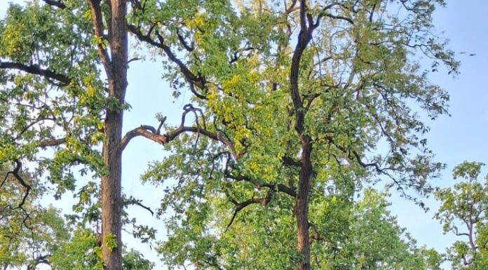 भारत रत्न बाबासाहेब के जयंती पर युवा तुर्क नेता मनोज पासवान के नेतृत्व में निकलेगा ऐतिहासिक शोभा यात्रा